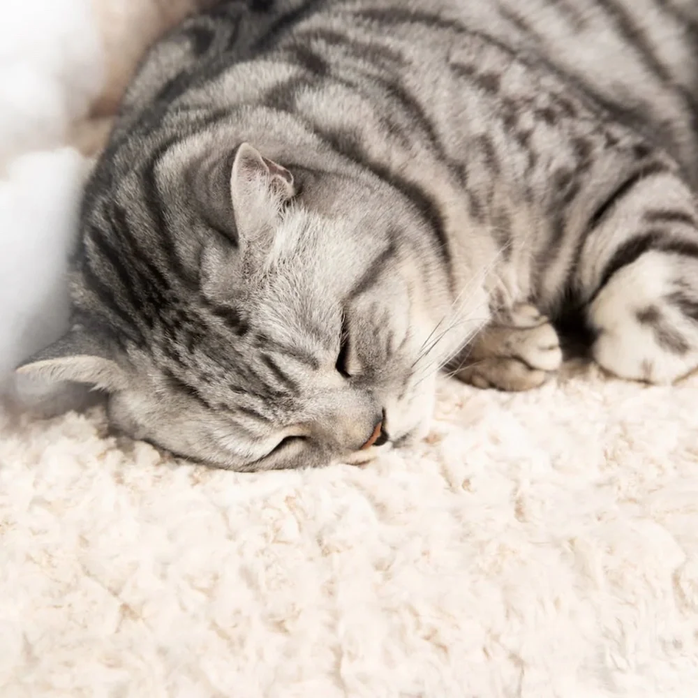 Cheshire and Wain London Cat Cloud® Throw & Bed Set in Shearling Cream